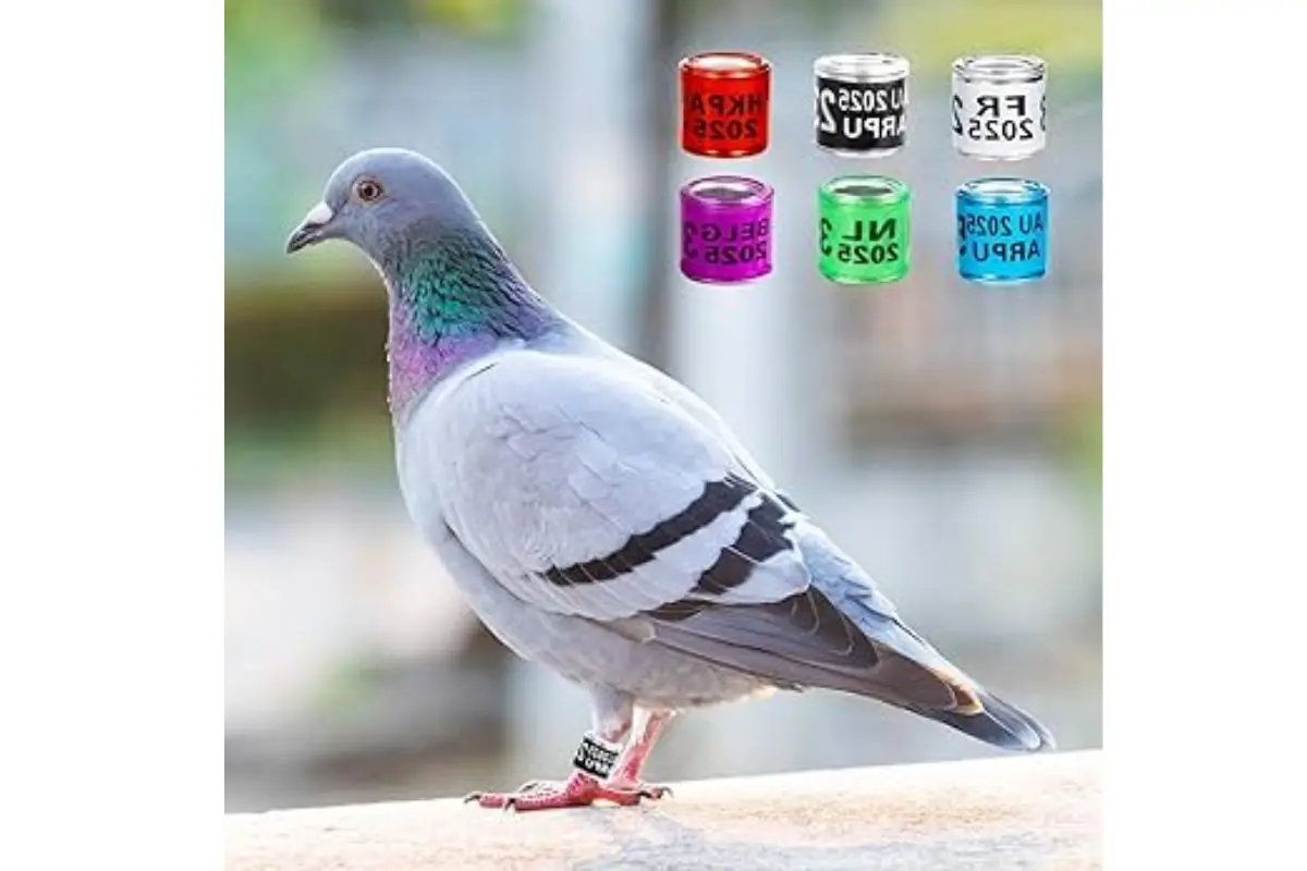bague pigeon voyageur